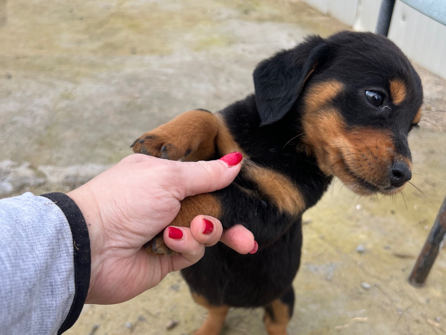 Adotta un cane, taglia media, femmina, Enna