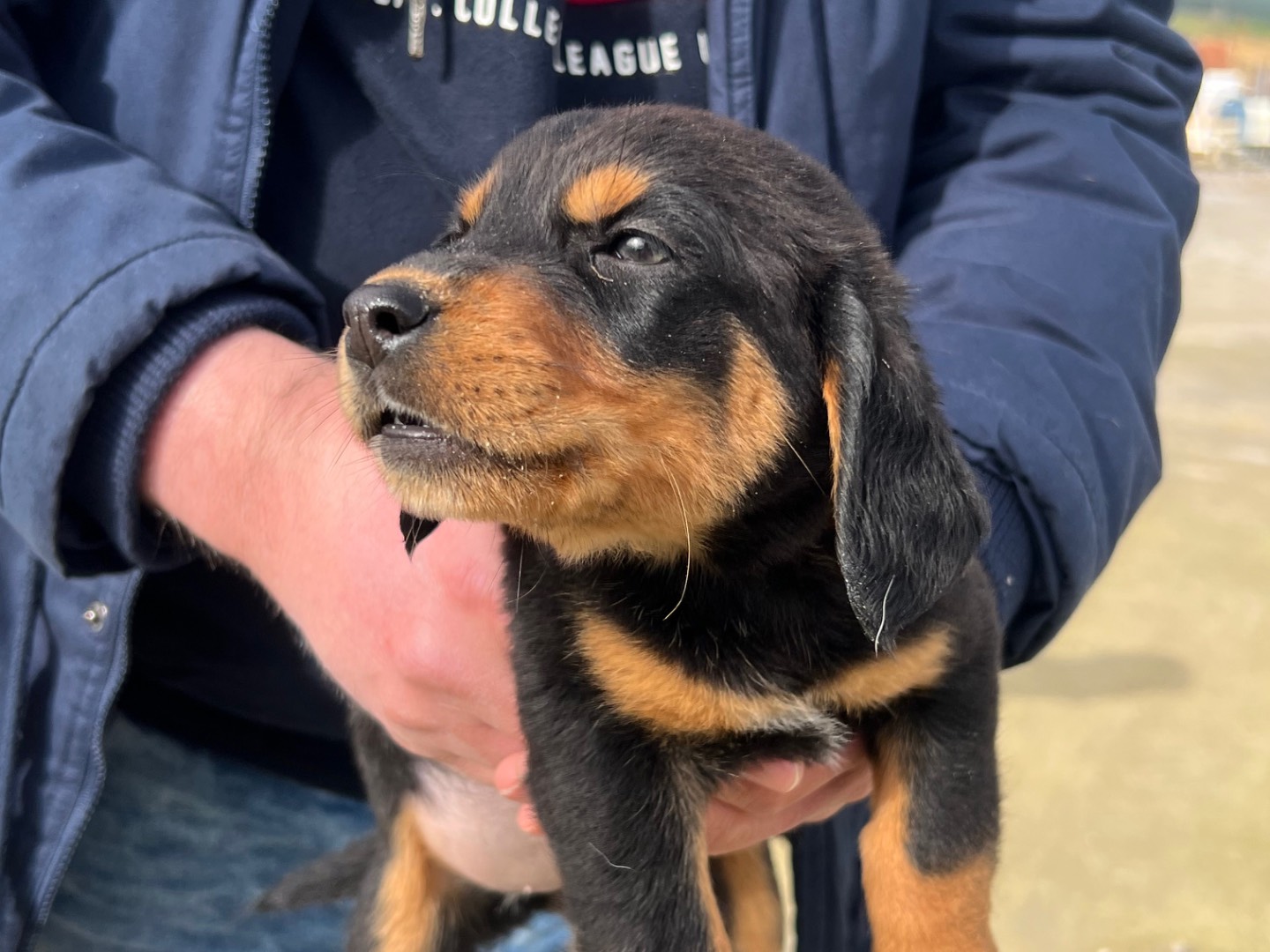 Vuoi adottare un cane a Enna?