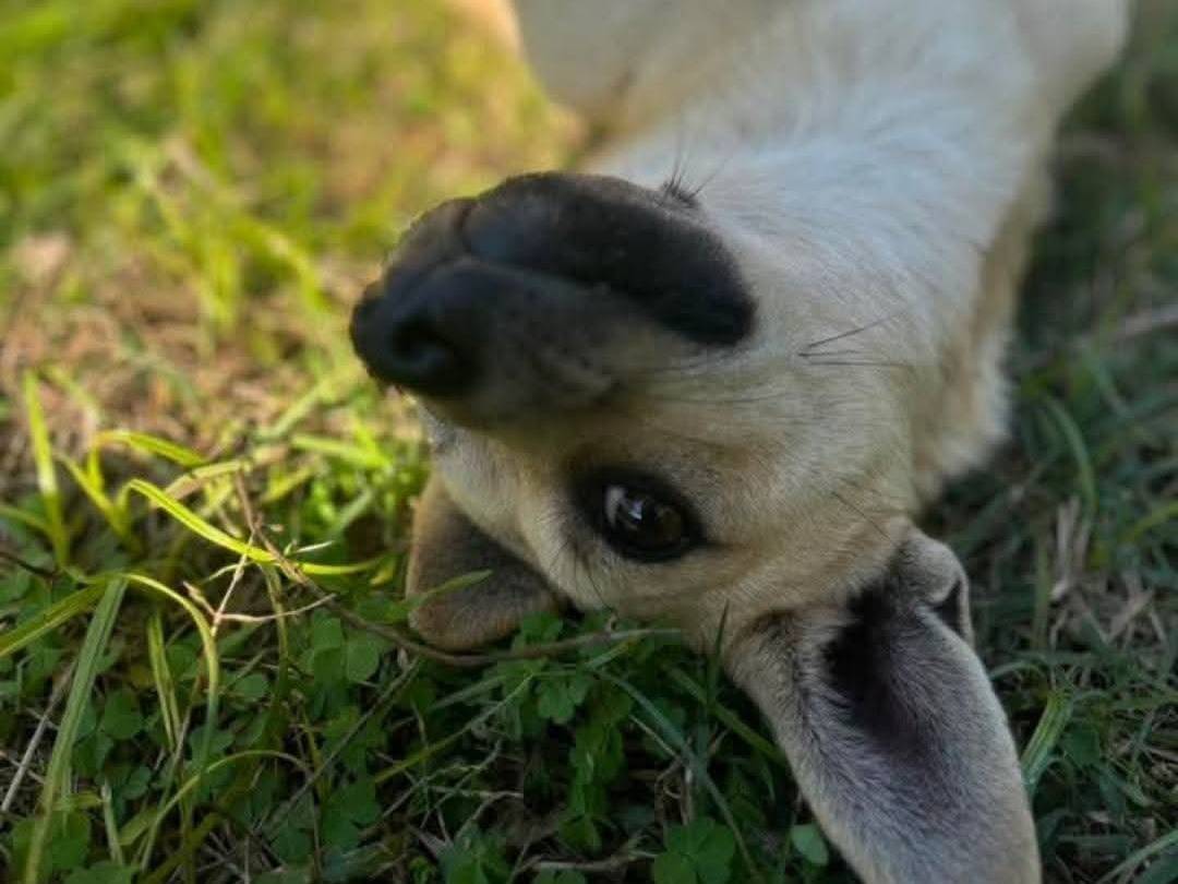 Adotta un cane, maschio, 1 anno e 4 mesi, Latina