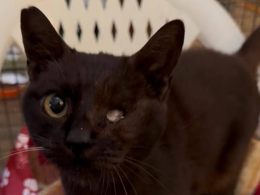 Adozione gatto, maschio, Razza sconosciuta Razza sconosciuta, 9 anni e 6 mesi, taglia non valida, Roma