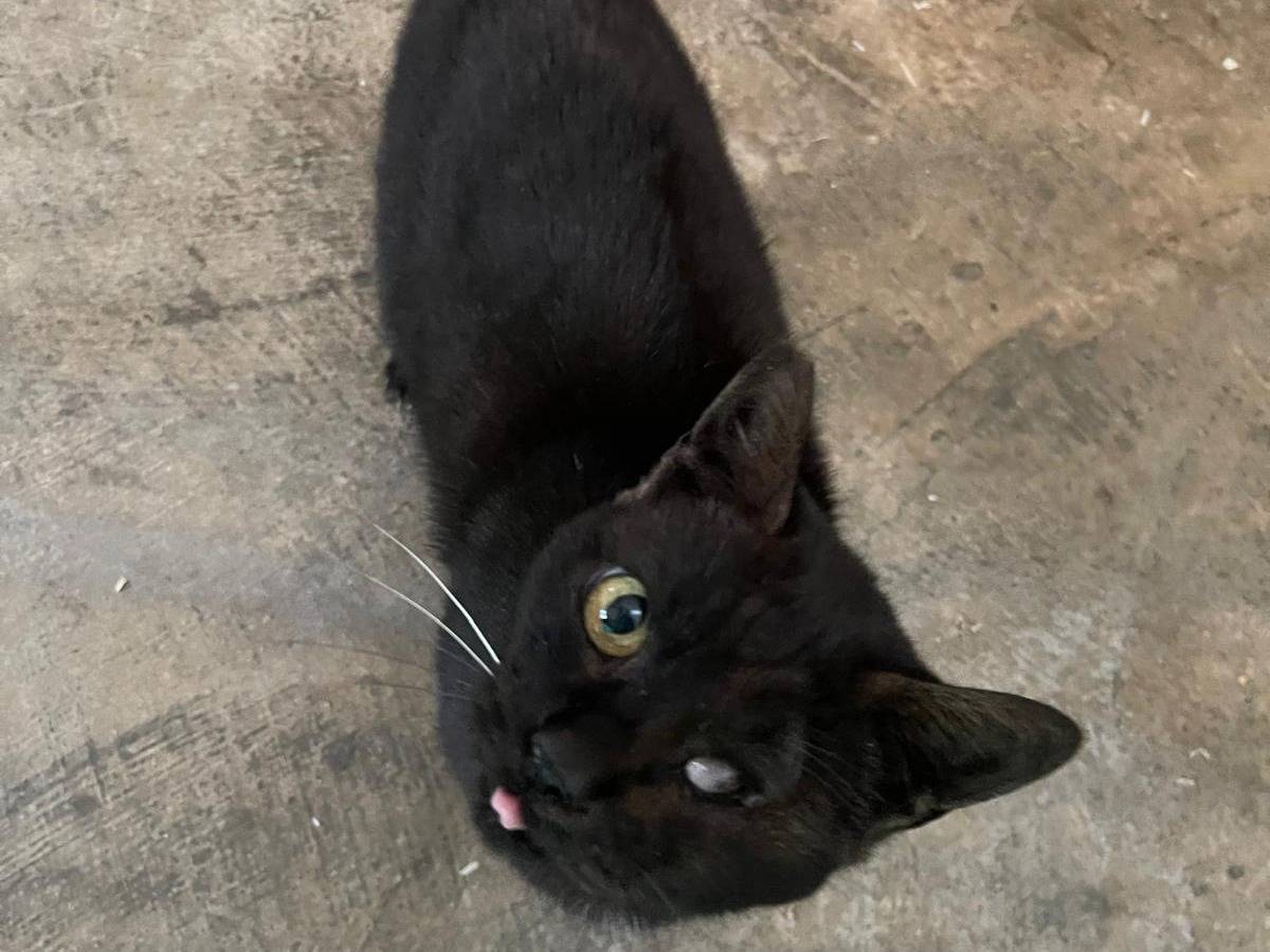 Adotta un gatto, maschio, 9 anni e 6 mesi, Roma