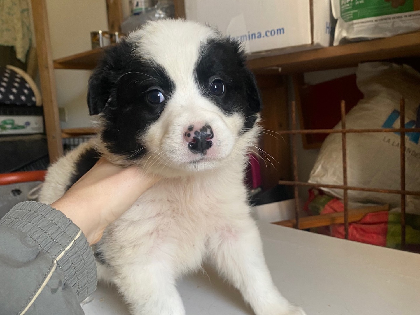 Adozione cane, femmina, Pastore maremmano Border Collie, 1 anno e 2 mesi, taglia media, Teramo