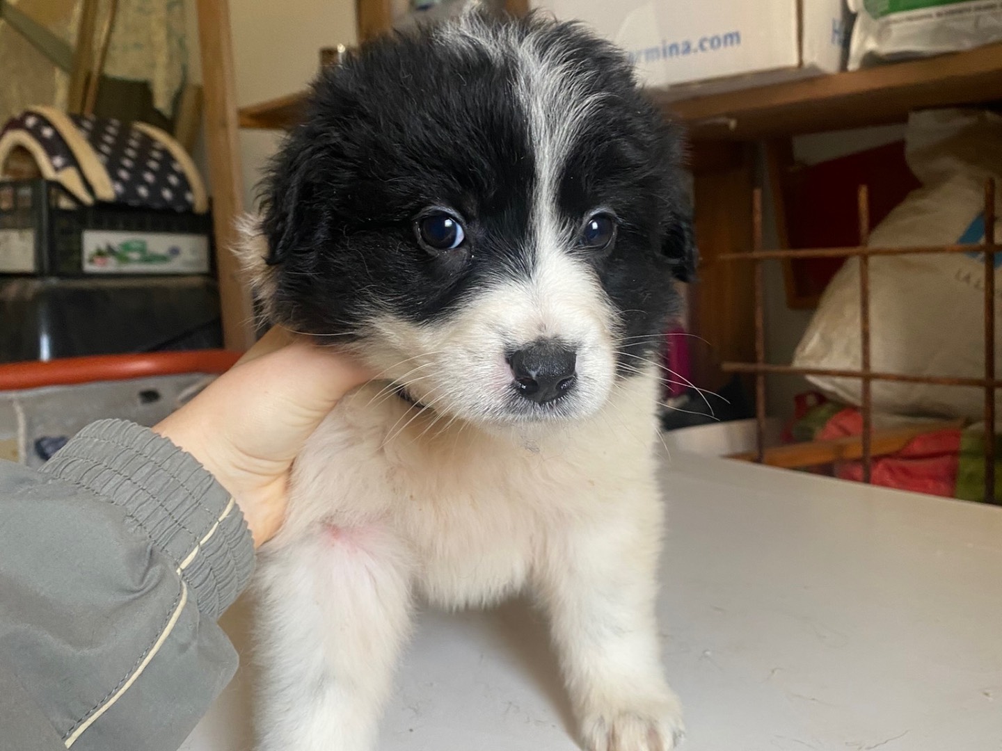 Adozione cane, femmina, Pastore maremmano Border Collie, 2 mesi, taglia media, Teramo