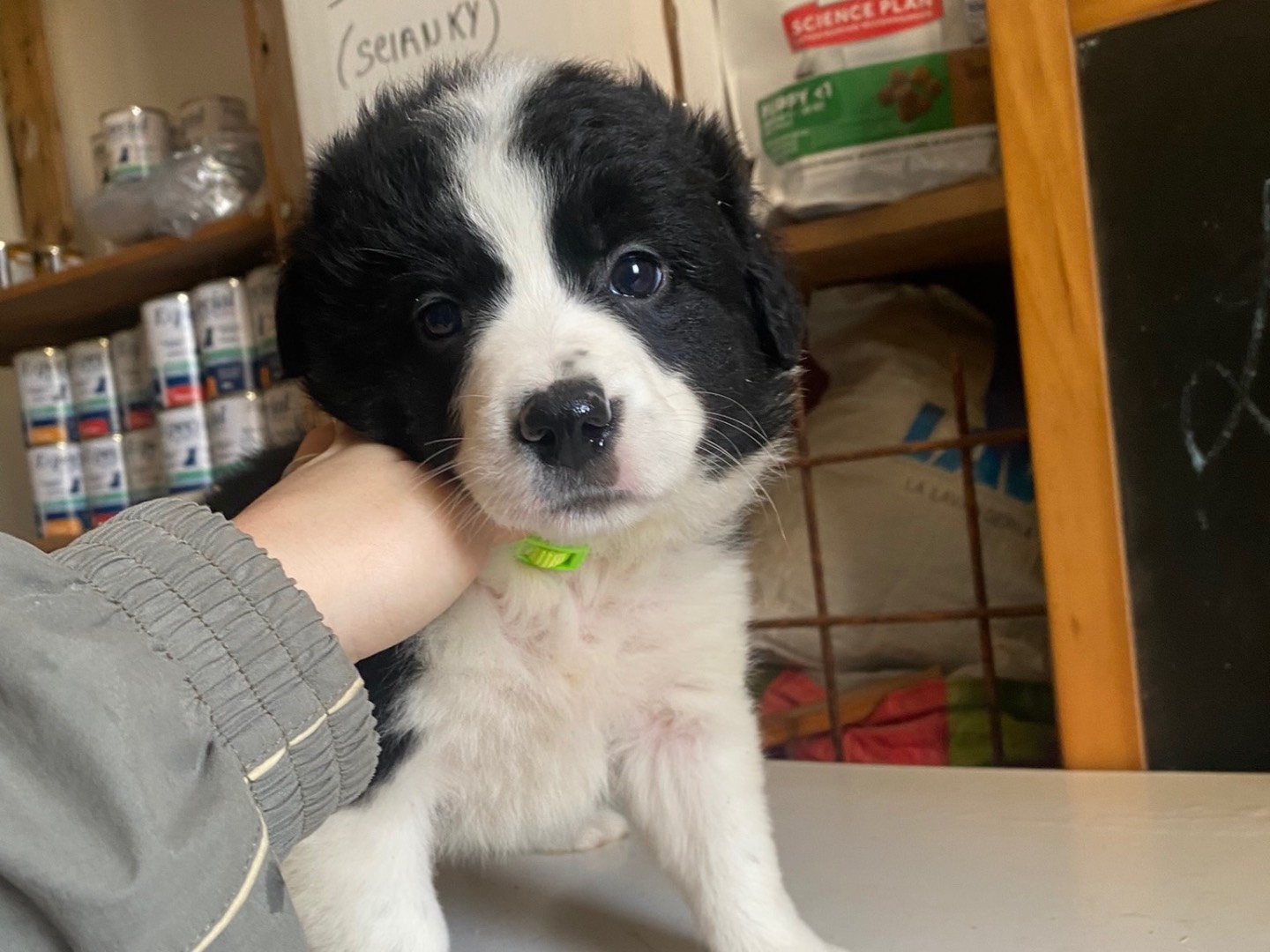 Adozione cane, femmina, Pastore maremmano Border Collie, 2 mesi, taglia media, Teramo