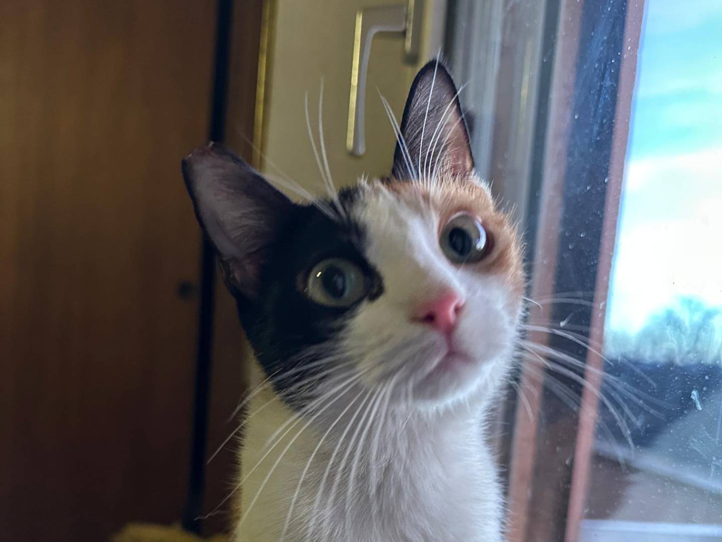 Adozione gatto, femmina, Razza sconosciuta Razza sconosciuta, 8 mesi, taglia non valida, Viterbo