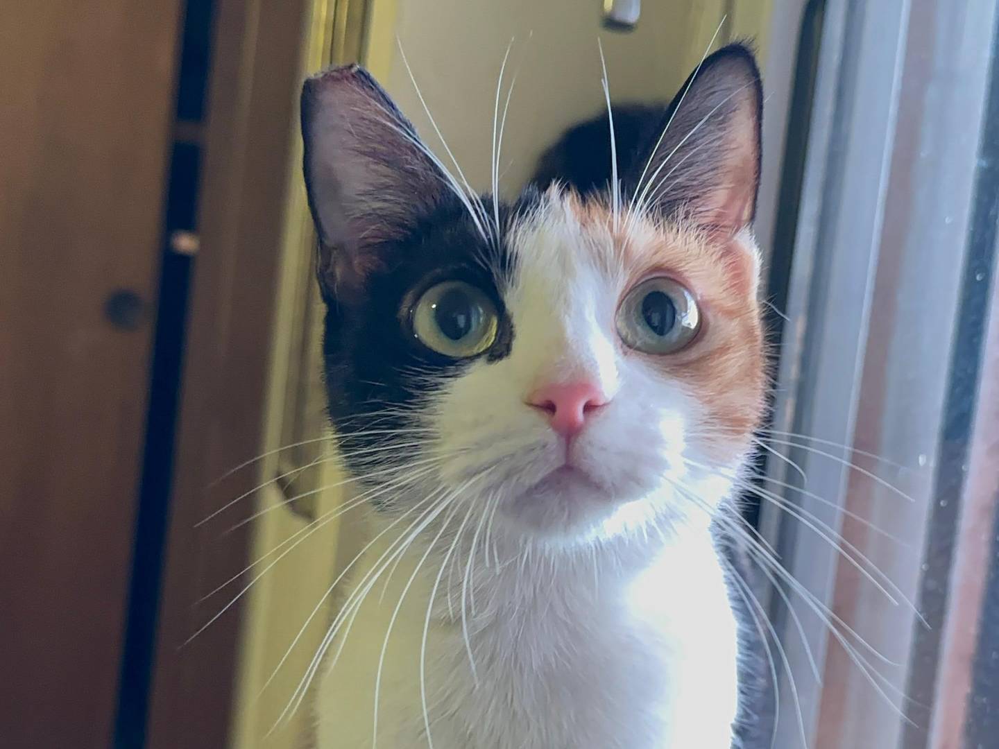 Adotta un gatto, femmina, 8 mesi, Viterbo