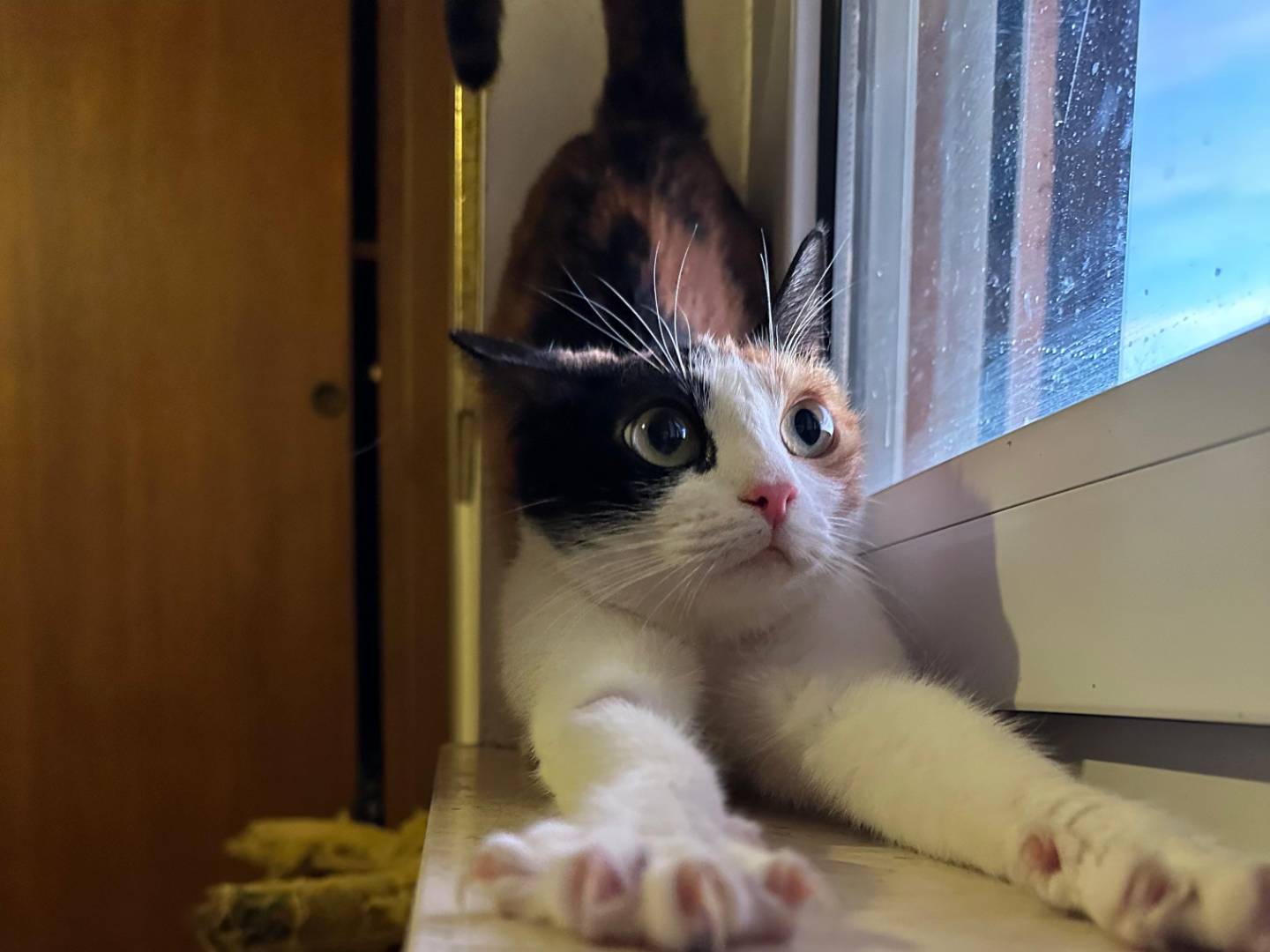 Adotta un gatto, taglia non valida, femmina, Viterbo