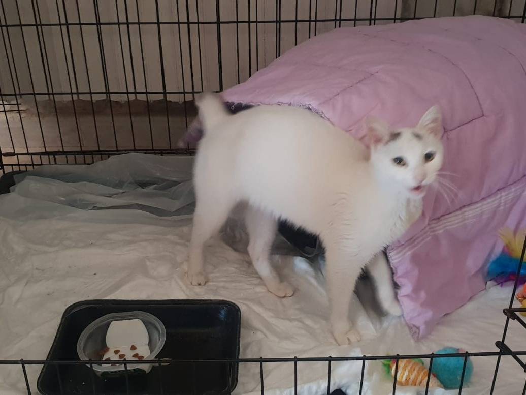 Adozione gatto, femmina, Razza sconosciuta Razza sconosciuta, 3 mesi, taglia non valida, Napoli