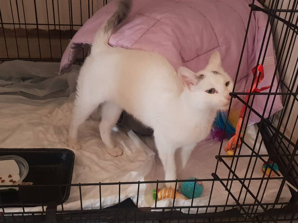 Adotta un gatto, femmina, 3 mesi, Napoli