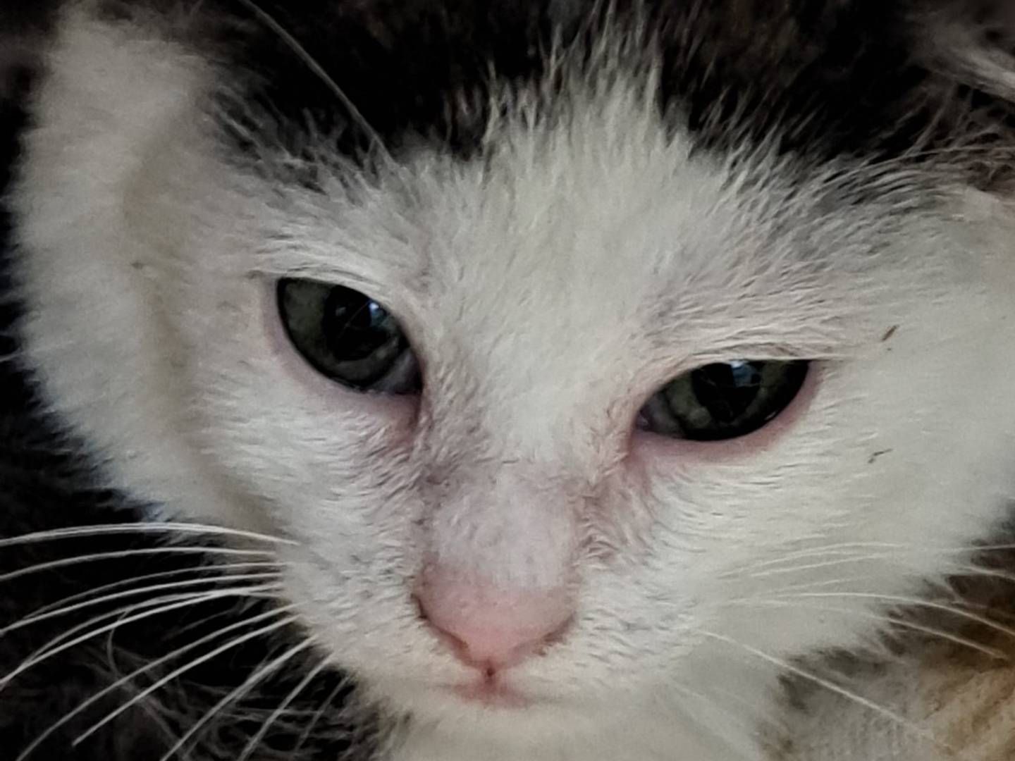 Adozione gatto, maschio, Razza sconosciuta Razza sconosciuta, 3 mesi, taglia non valida, Milano