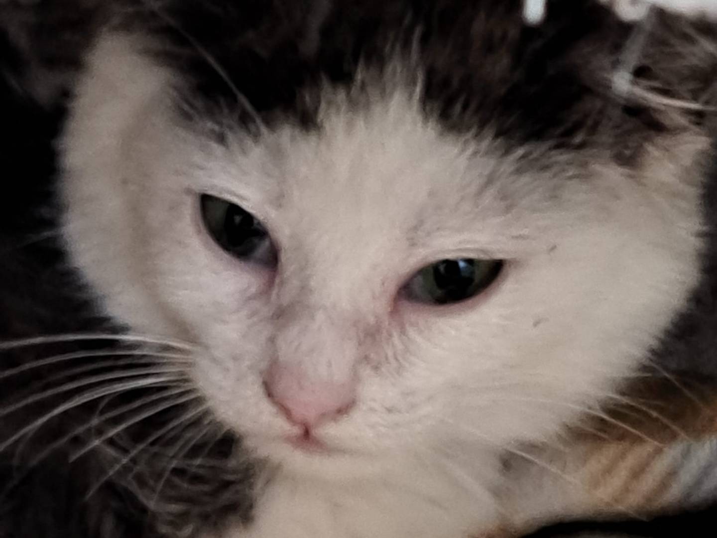 Adotta un gatto, maschio, 3 mesi, Milano