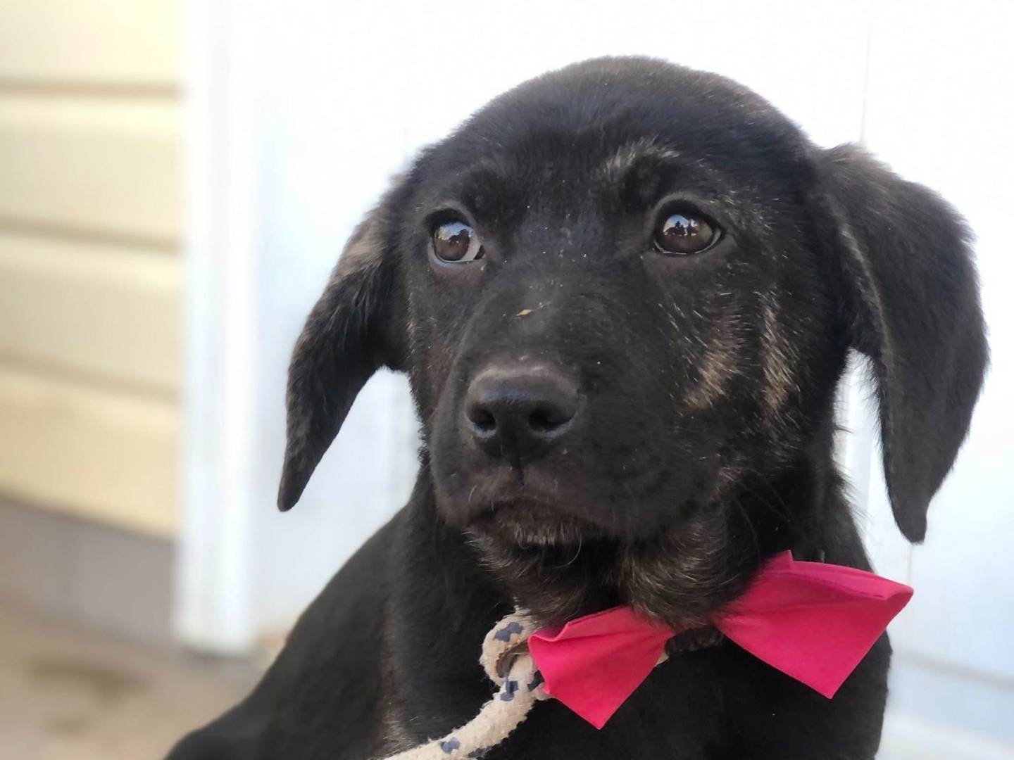 Adozione cane, femmina, Razza sconosciuta Razza sconosciuta, 3 mesi, taglia media, Latina