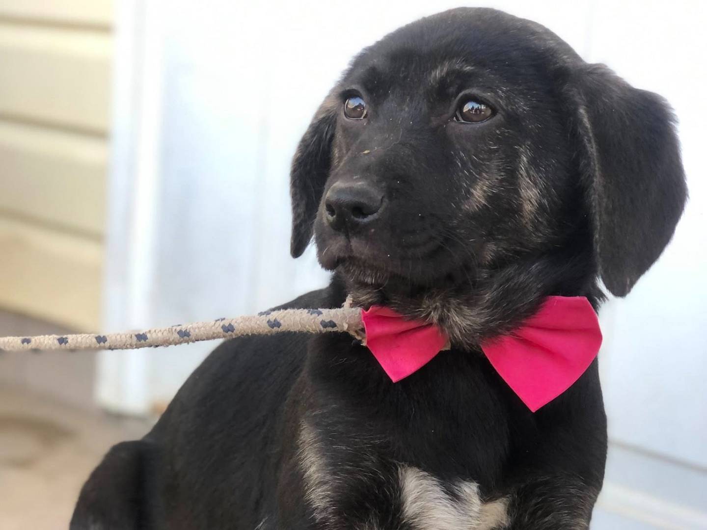 Adotta un cane, femmina, 3 mesi, Latina