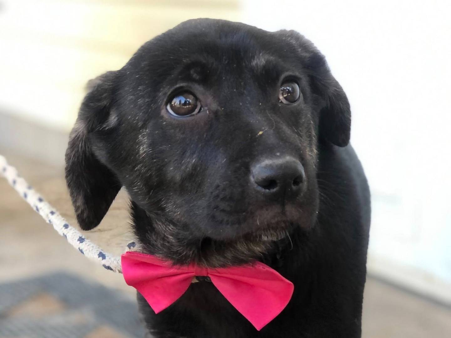 Adotta un cane, taglia media, femmina, Latina