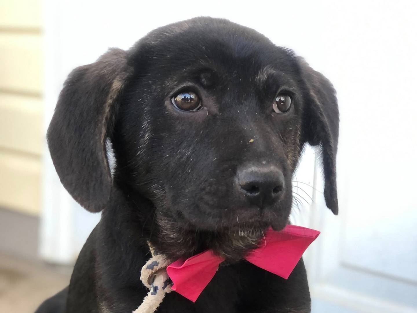 Vuoi adottare un cane a Latina?