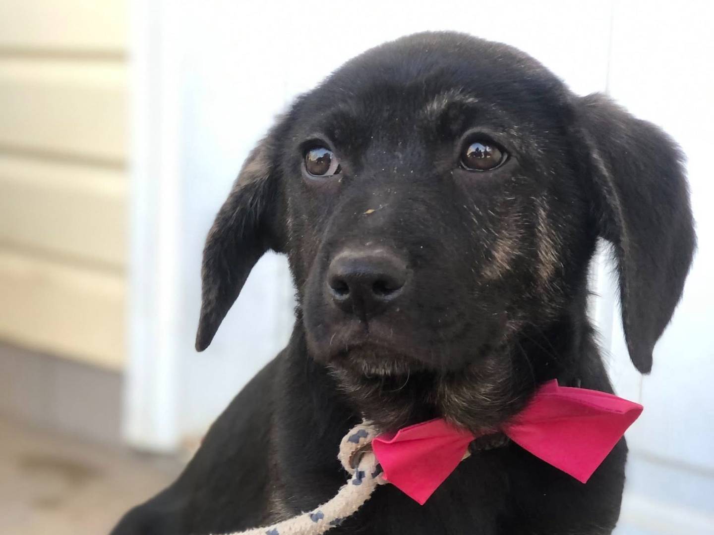 Adotta il cane Piper a Latina