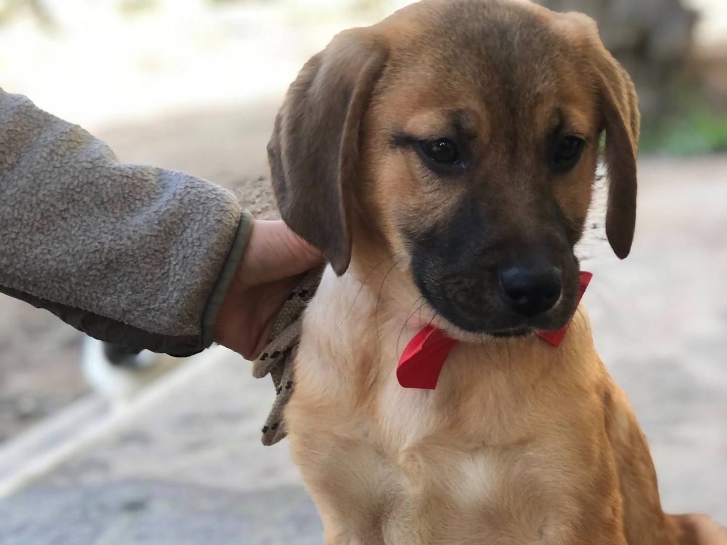 Adotta un cane, femmina, 3 mesi, Latina