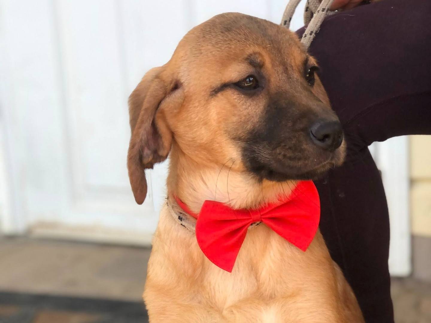 Adotta il cane Phoebe a Latina