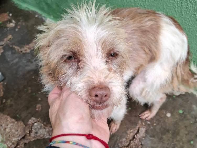 Adotta un cane, maschio, 2 anni e 2 mesi, Milano