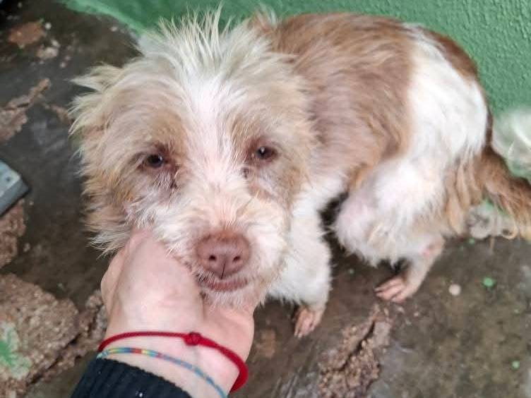 Adotta un cane, taglia piccola, maschio, Milano