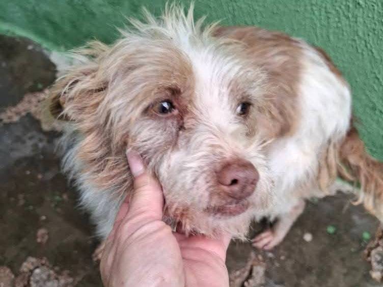 Vuoi adottare un cane a Milano?