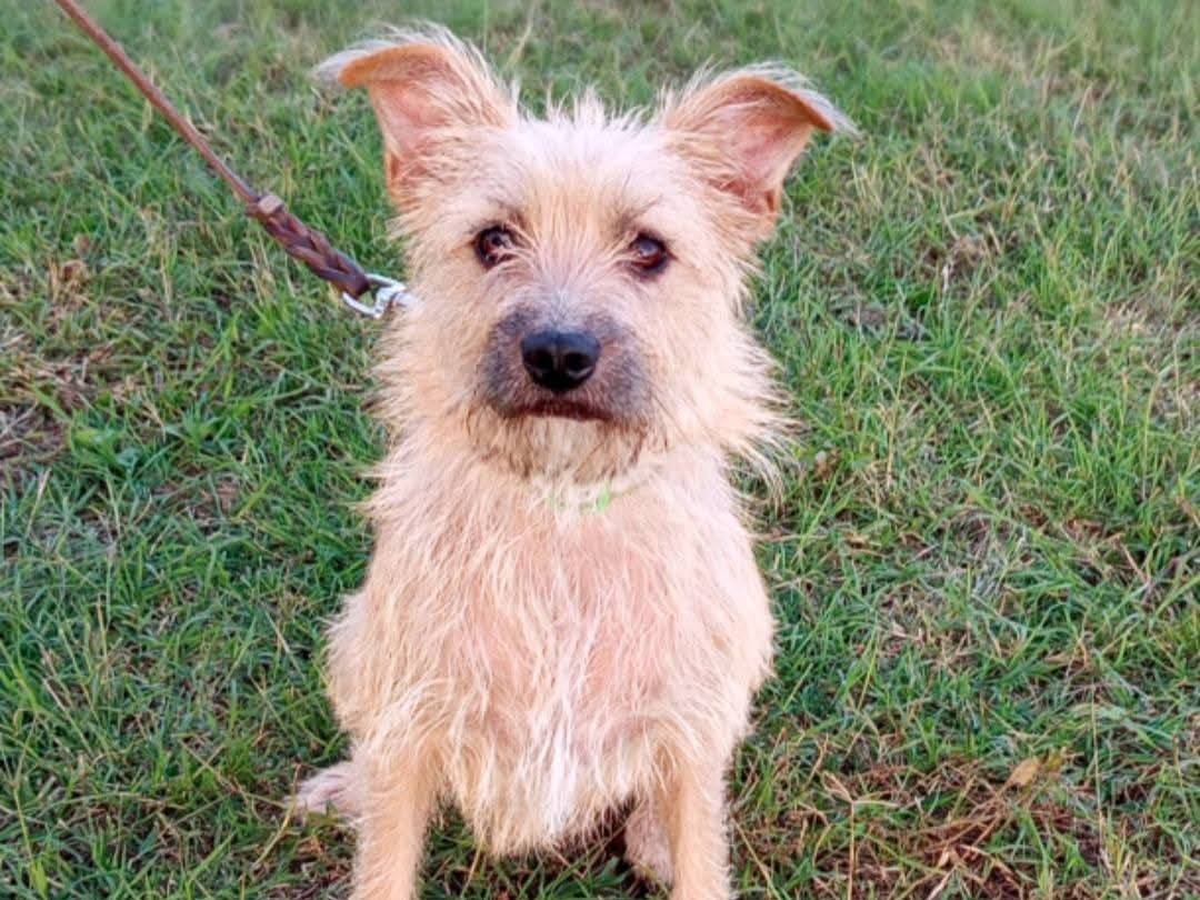 Adozione cane, femmina, Razza sconosciuta Razza sconosciuta, 2 anni, taglia piccola, Milano