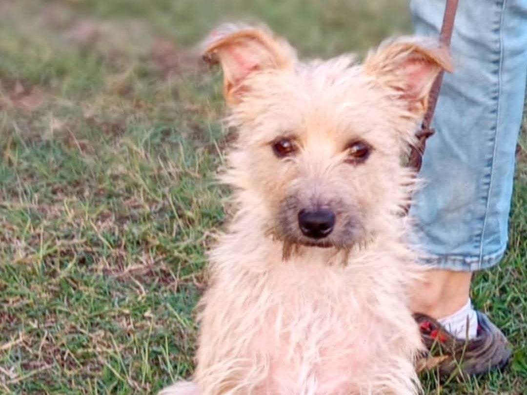 Adotta un cane, femmina, 2 anni, Milano