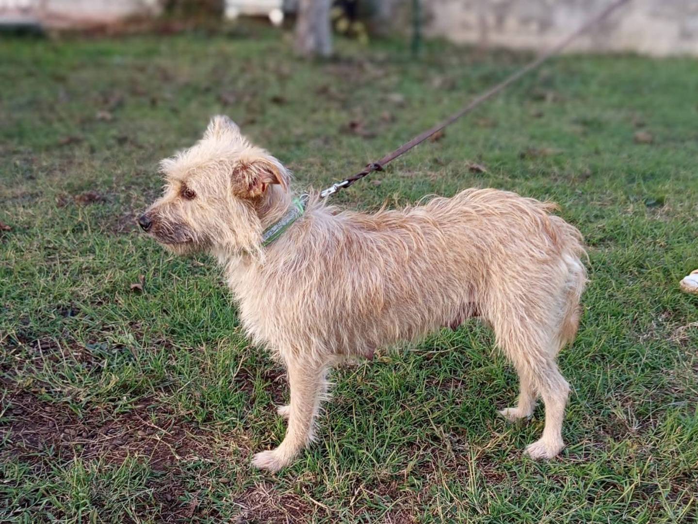 Adotta un cane, taglia piccola, femmina, Milano