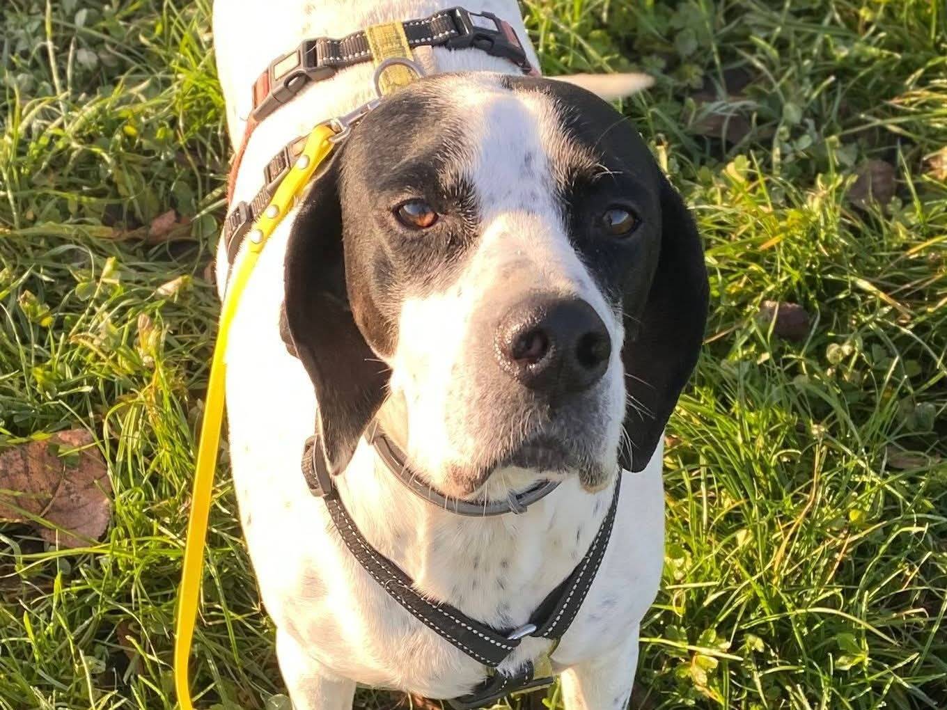 Adozione cane, femmina, Pointer Razza sconosciuta, 7 anni e 8 mesi, taglia media, Milano