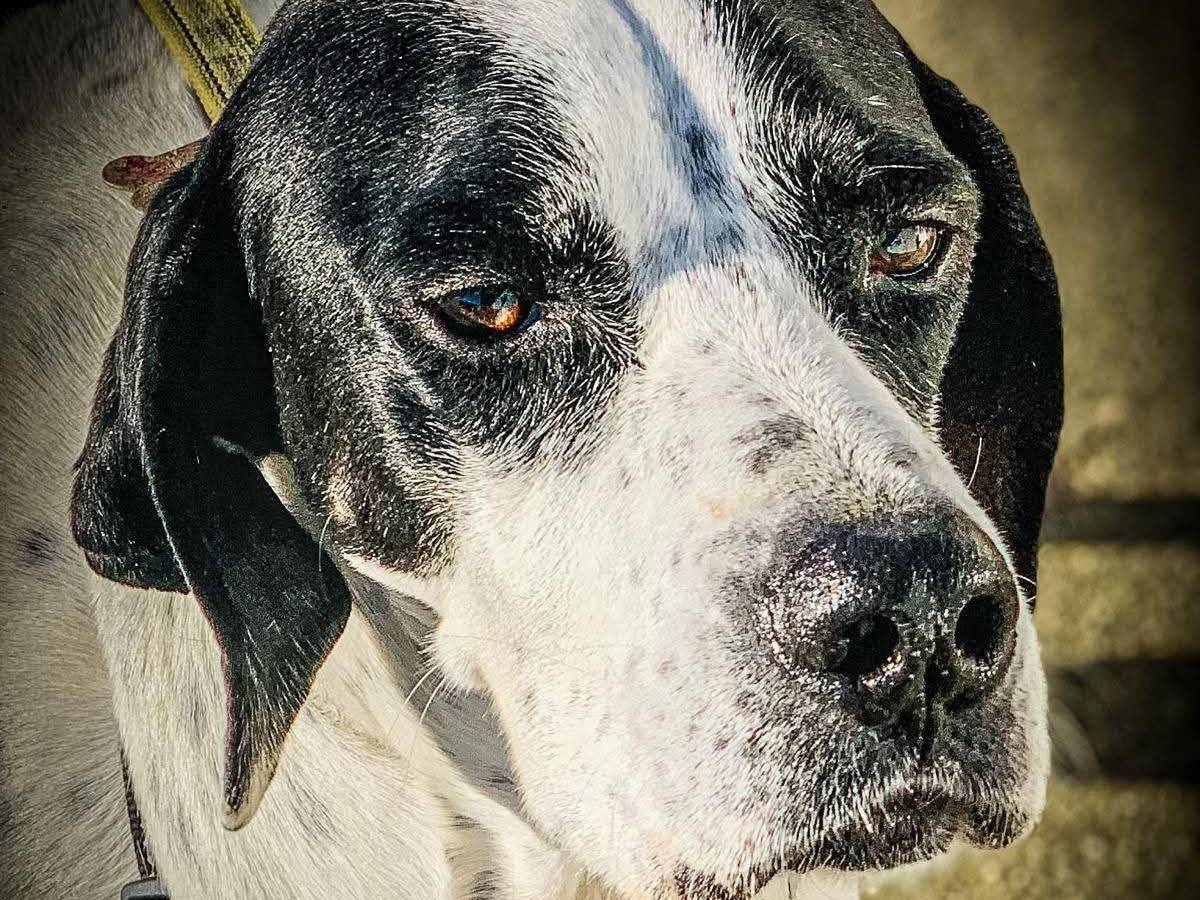 Adotta un cane, femmina, 7 anni e 8 mesi, Milano