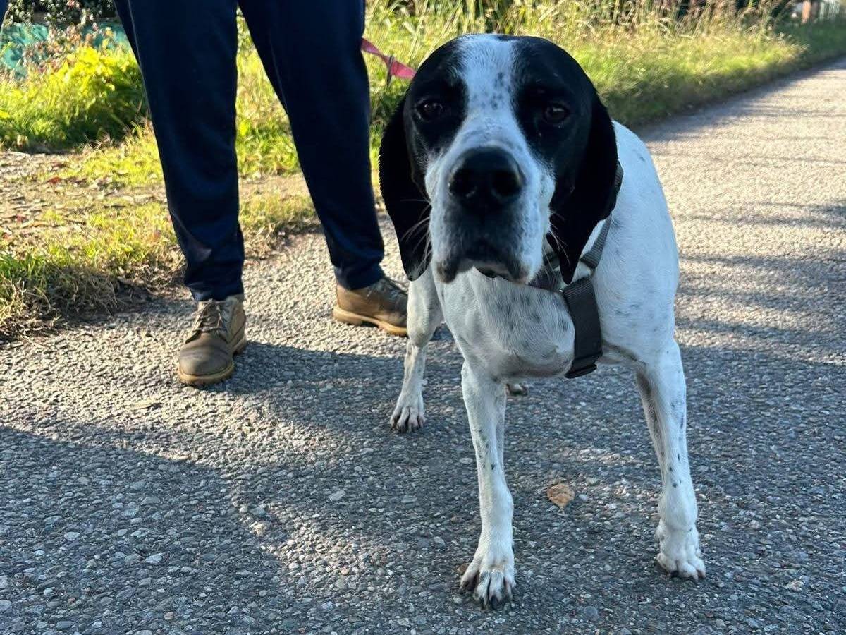 Adotta un cane, taglia media, femmina, Milano