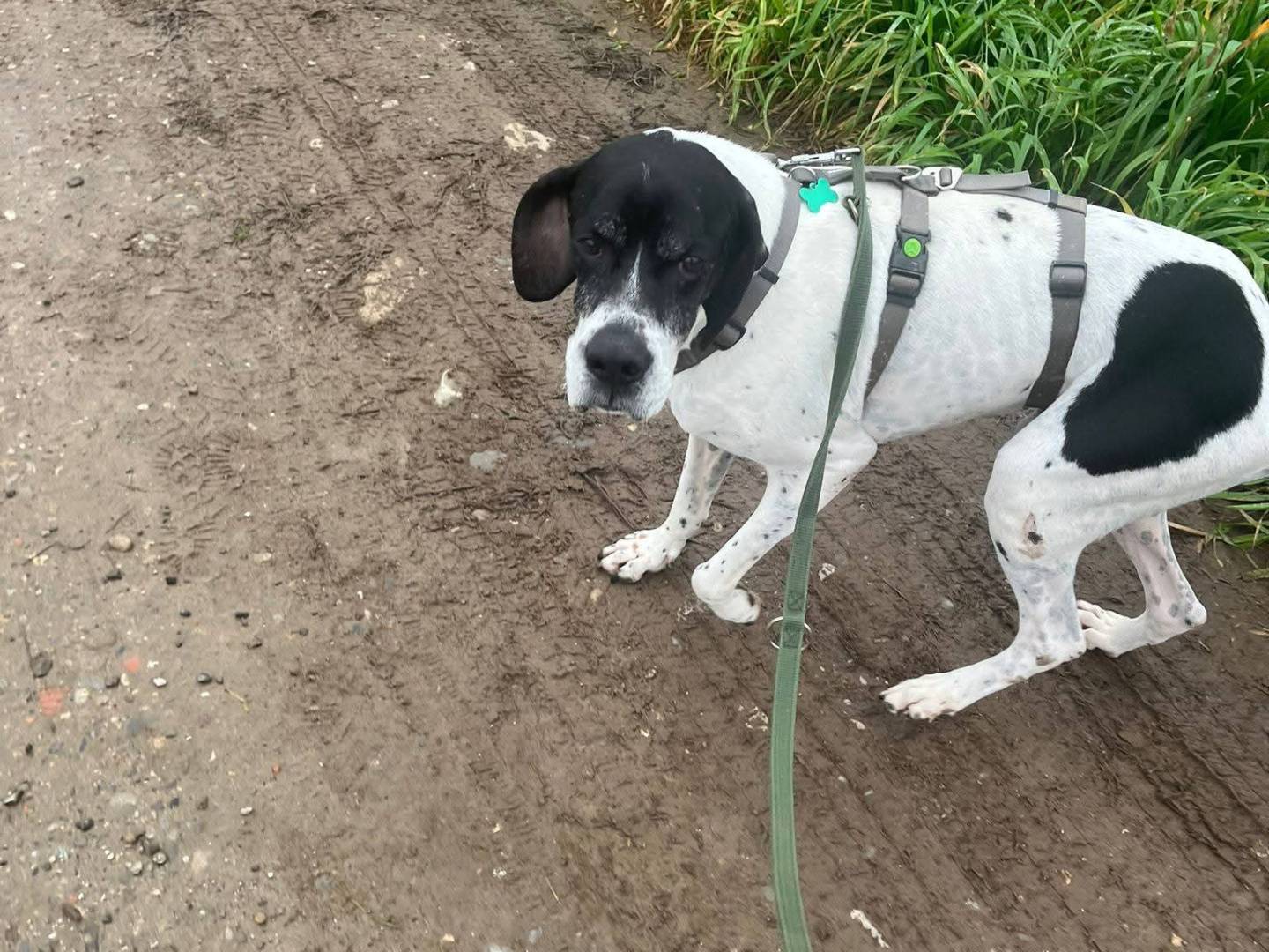 Vuoi adottare un cane a Milano?