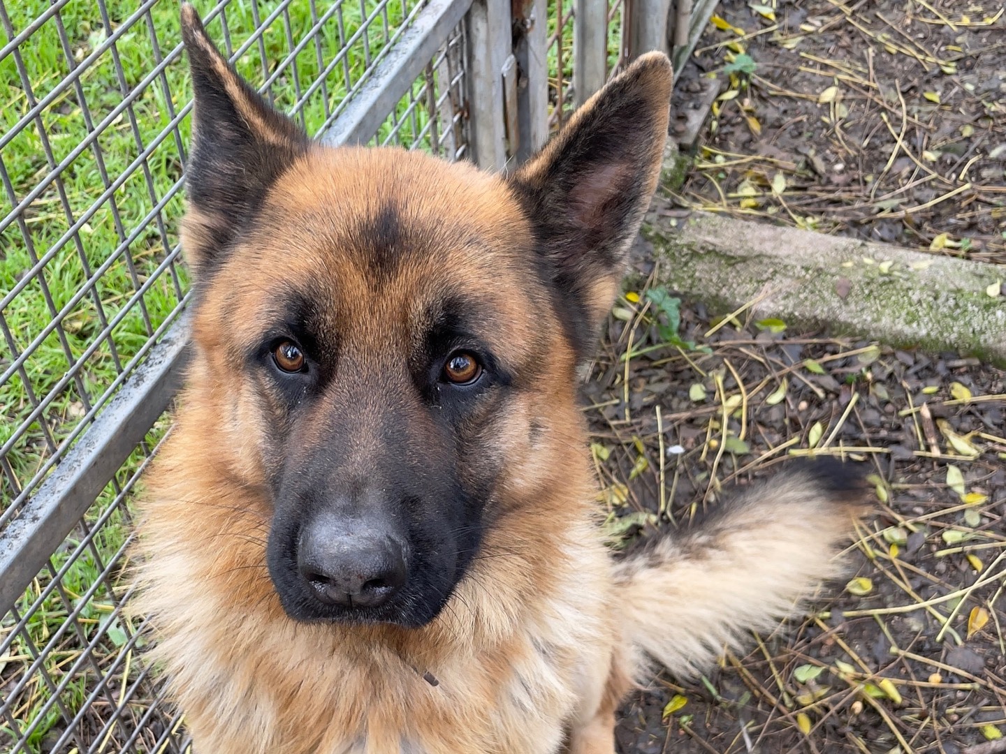 Adozione cane, maschio, Pastore tedesco Razza sconosciuta, 4 anni e 4 mesi, taglia grande, Latina