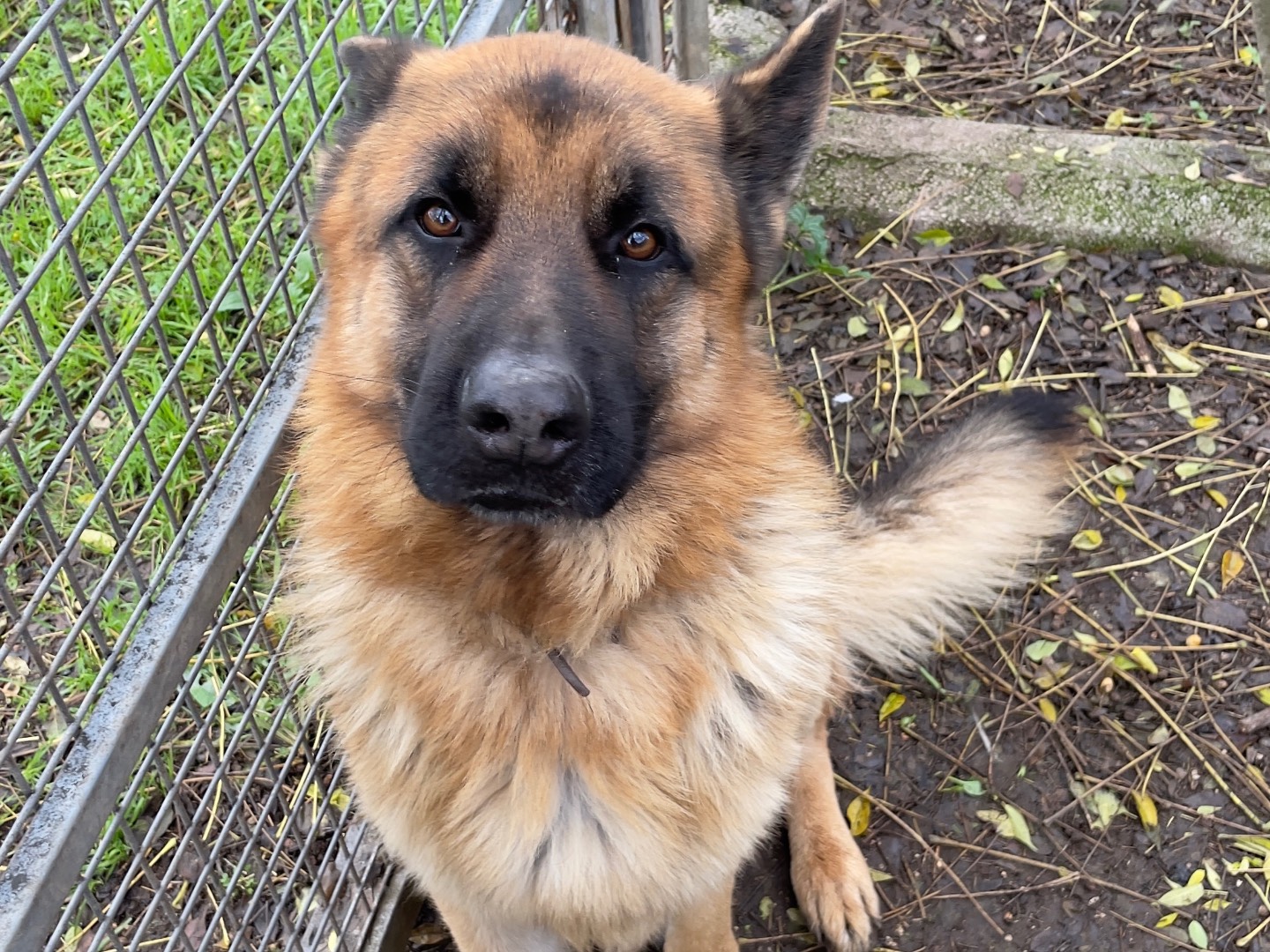 Adotta un cane, maschio, 4 anni e 4 mesi, Latina