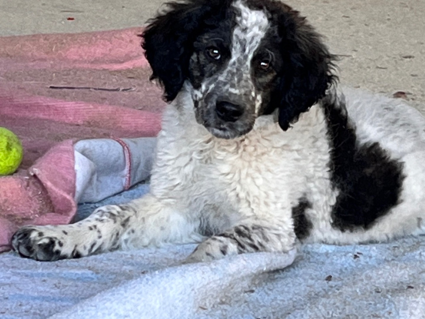 Adozione cane, femmina, Pastore maremmano Razza sconosciuta, 2 mesi, taglia media, Siracusa