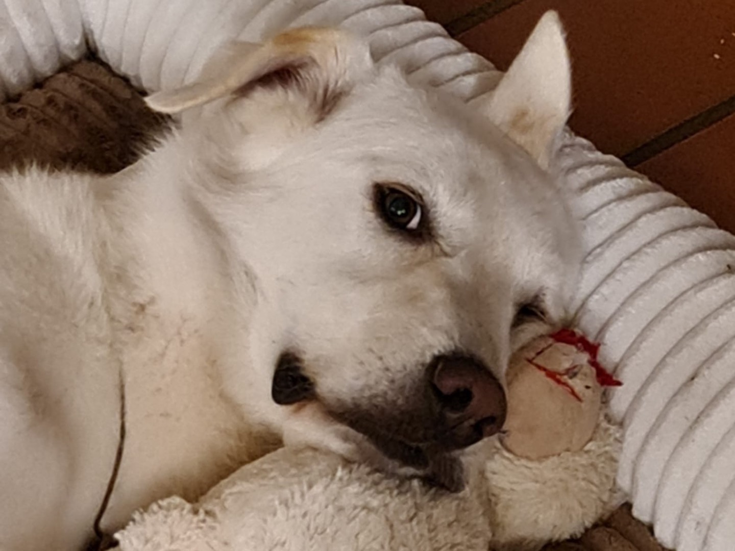 Adozione cane, maschio, Razza sconosciuta Razza sconosciuta, 2 anni e 10 mesi, taglia grande, Savona