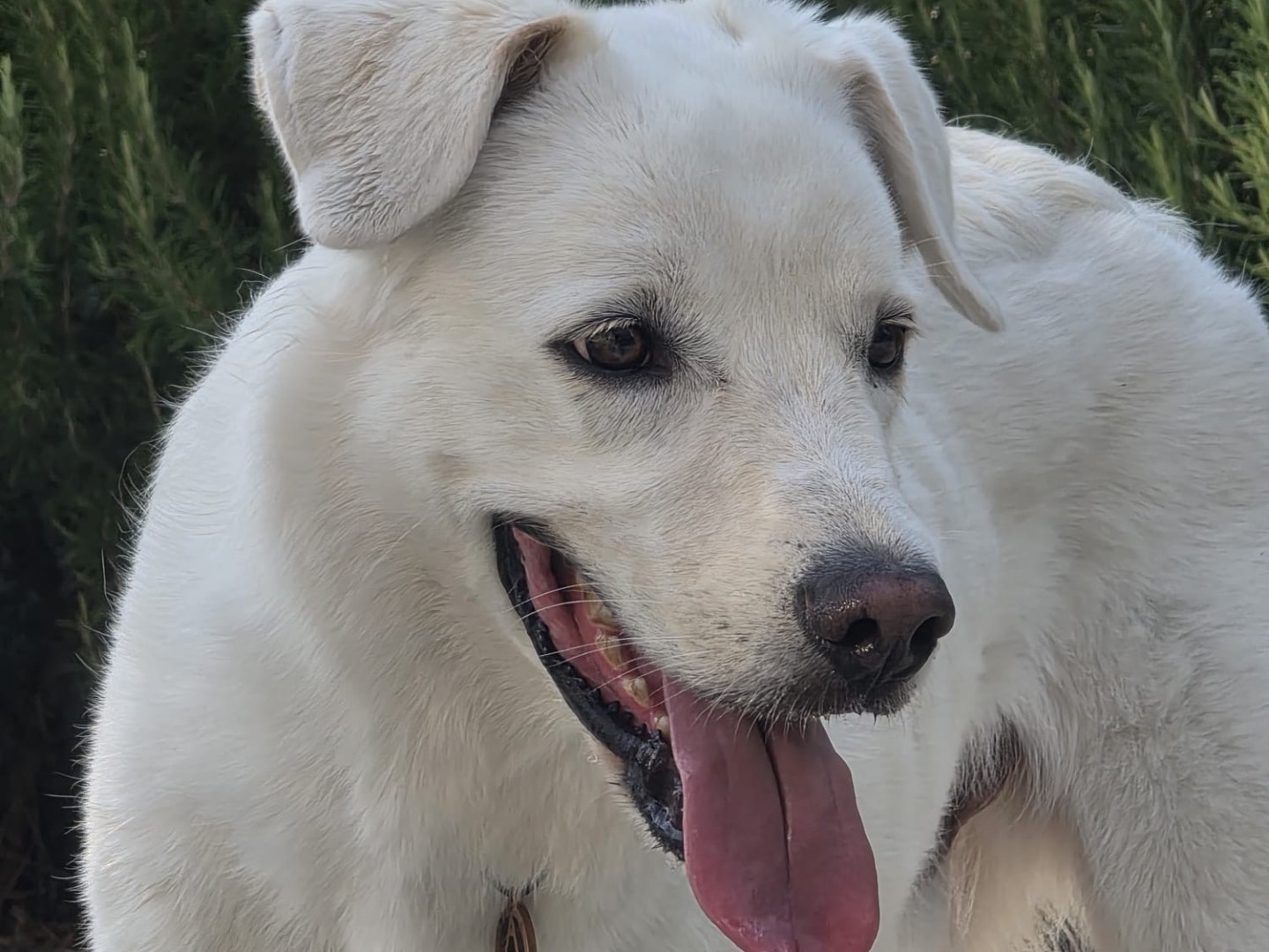 Adotta un cane, maschio, 2 anni e 10 mesi, Savona