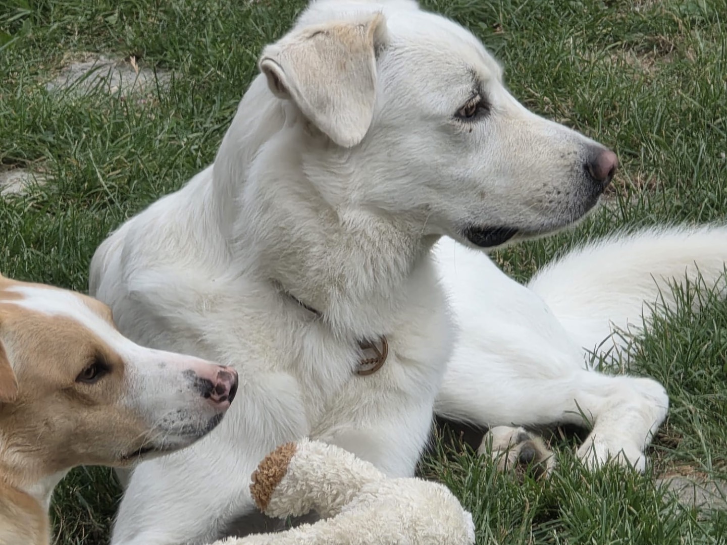 Adotta un cane, taglia grande, maschio, Savona
