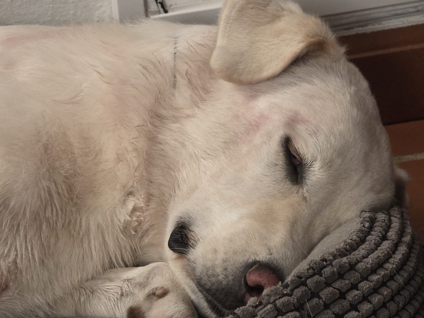 Vuoi adottare un cane a Savona?