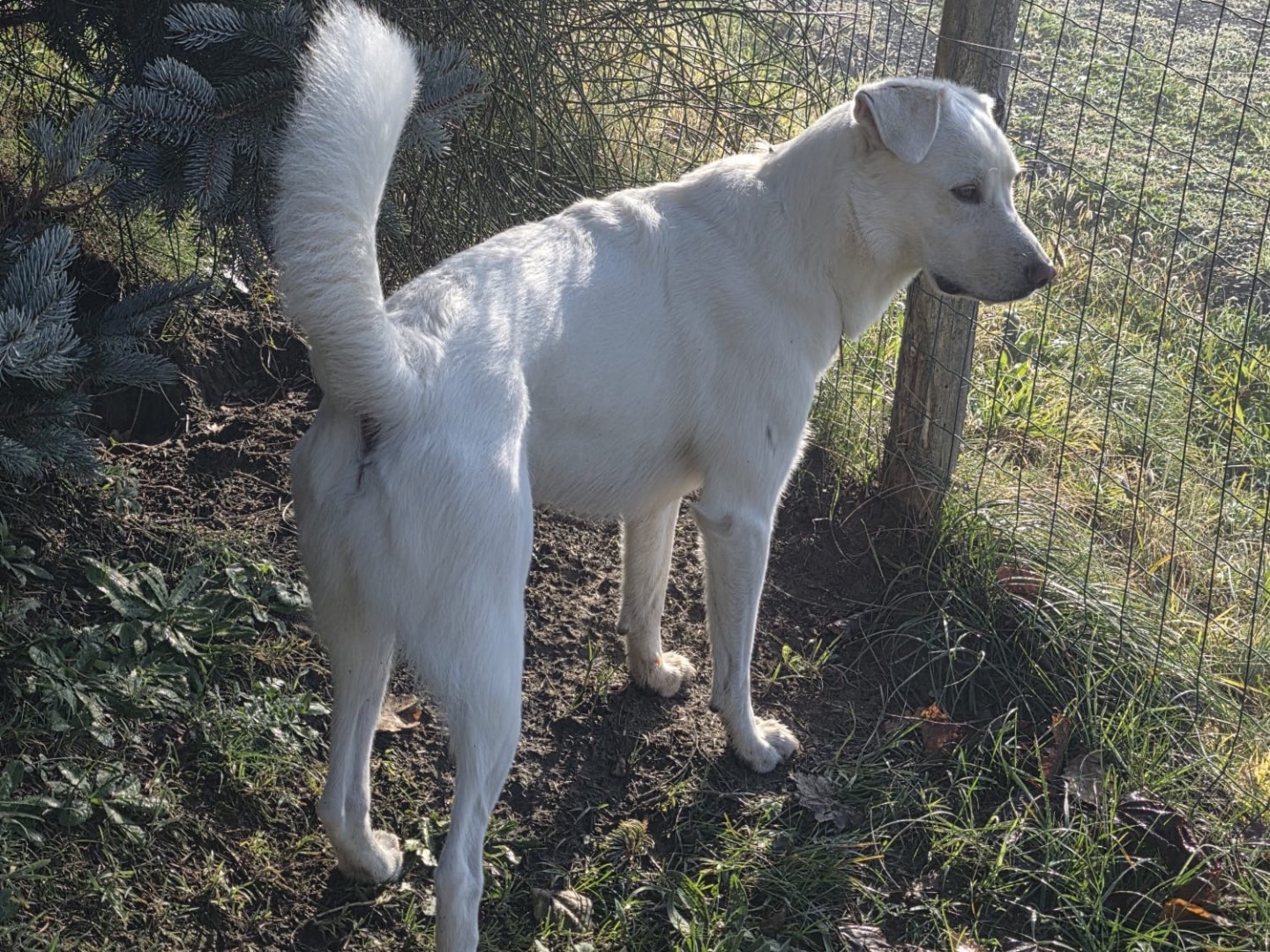 Adotta il cane Atlas a Savona