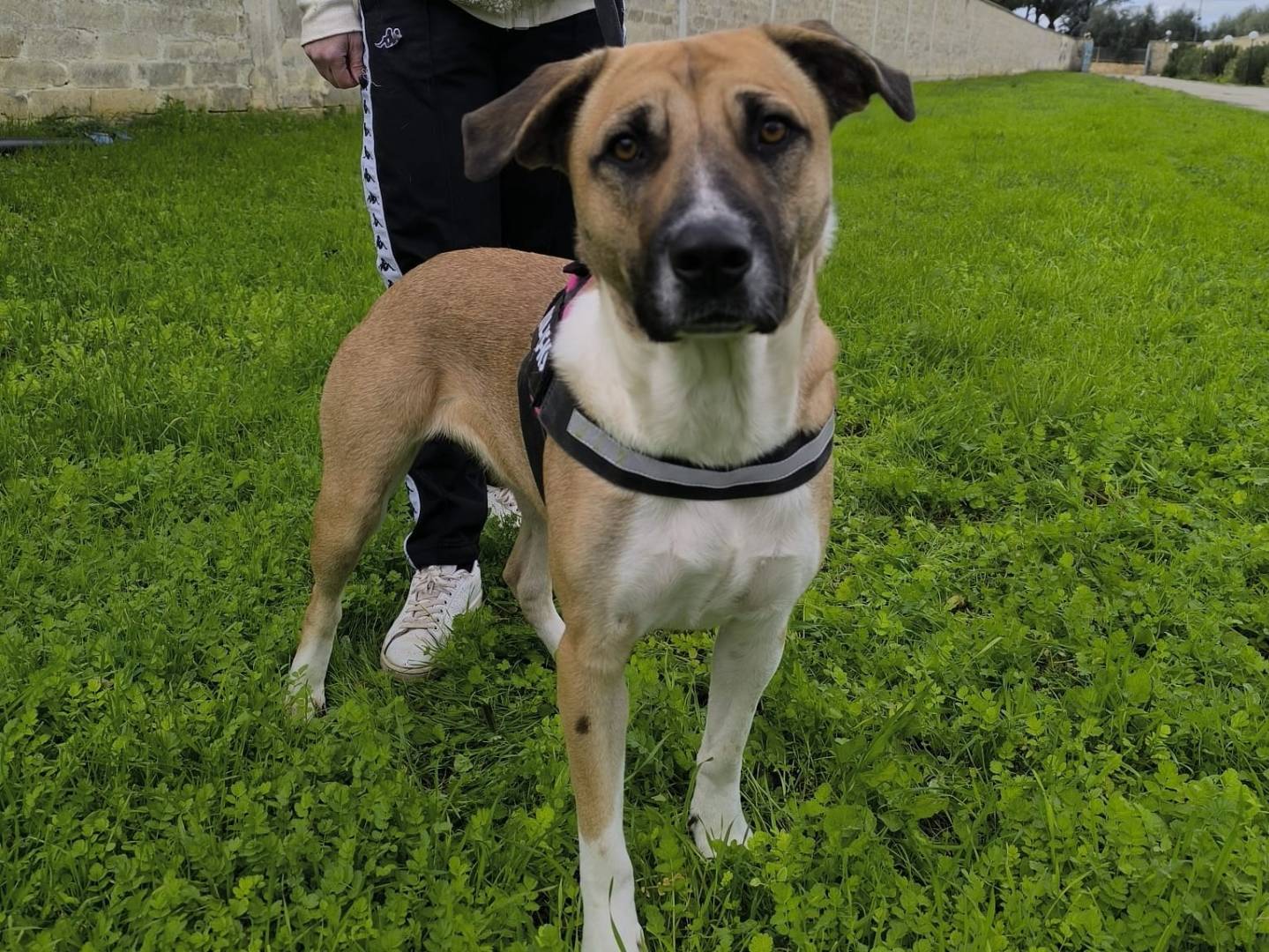 Adozione cane, femmina, Razza sconosciuta Razza sconosciuta, 1 anno e 11 mesi, taglia media, Modena