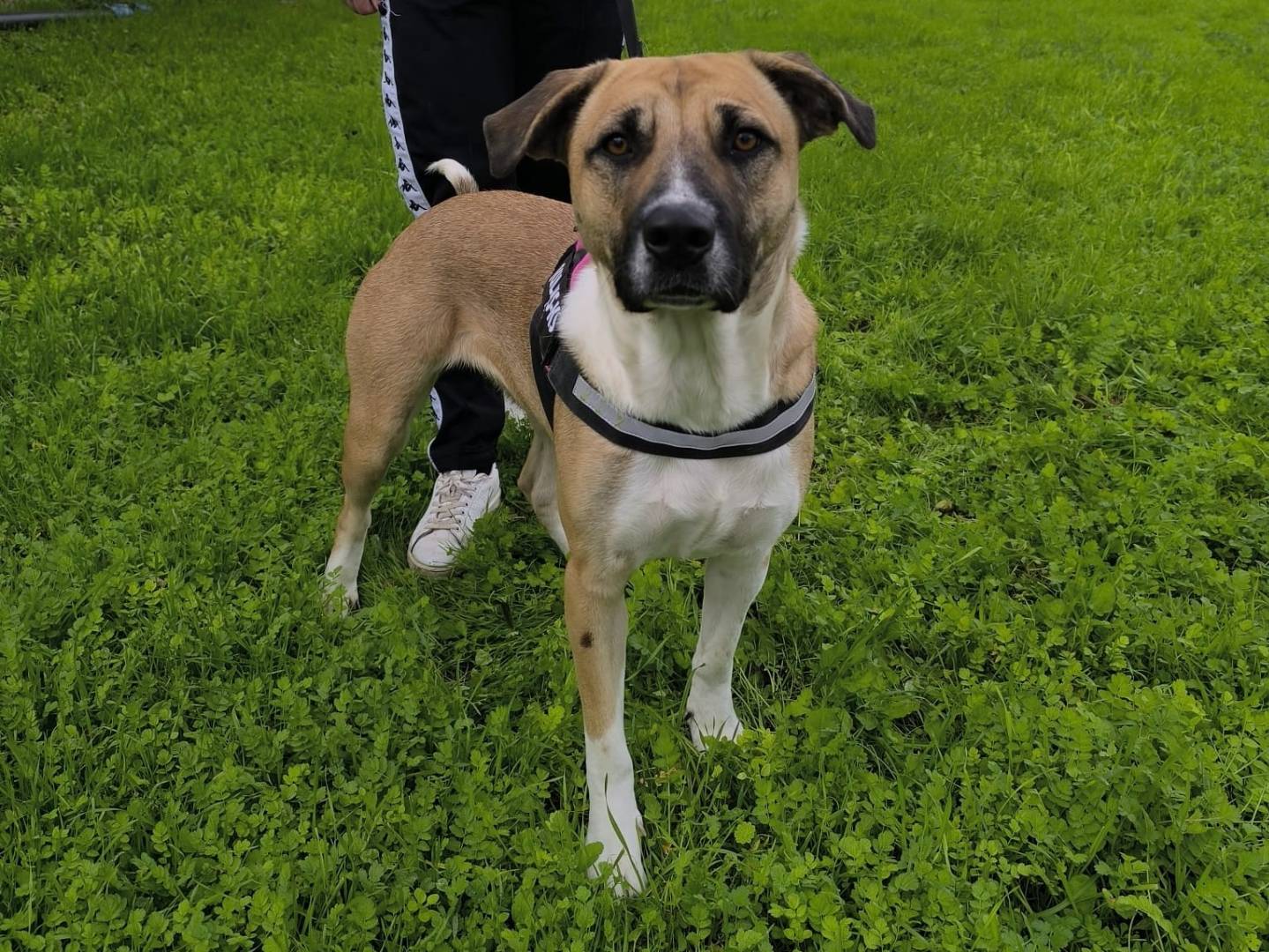 Adotta un cane, femmina, 1 anno e 11 mesi, Modena