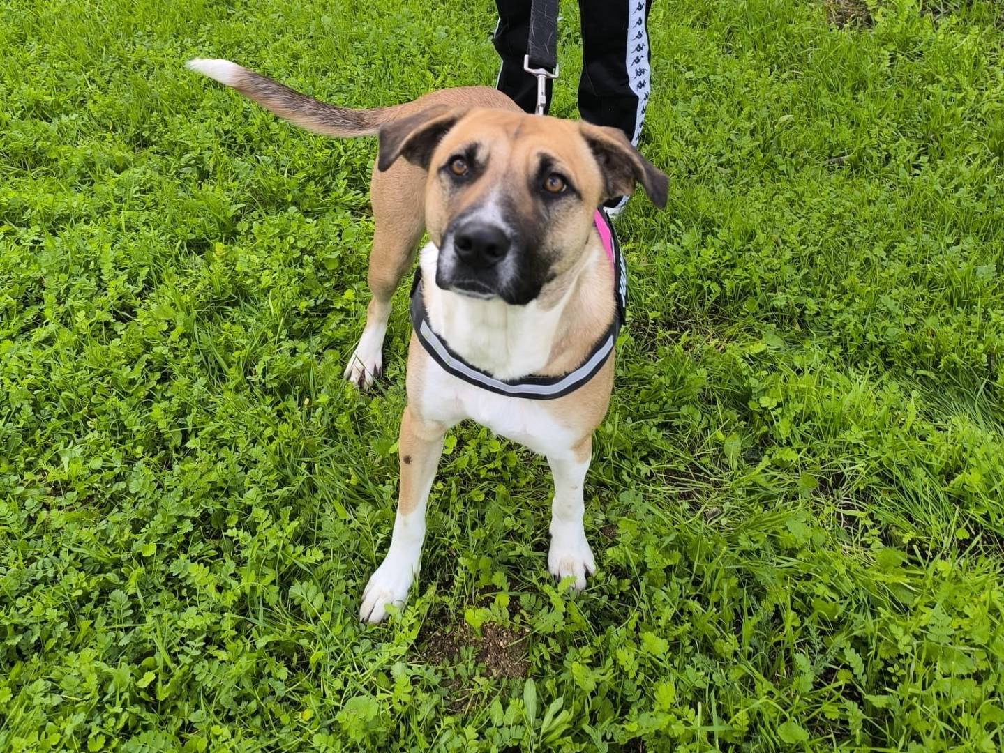 Adotta un cane, taglia media, femmina, Modena