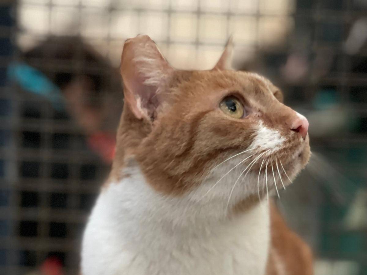 Adozione gatto, maschio, Razza sconosciuta Razza sconosciuta, 1 anno e 2 mesi, taglia non valida, Roma