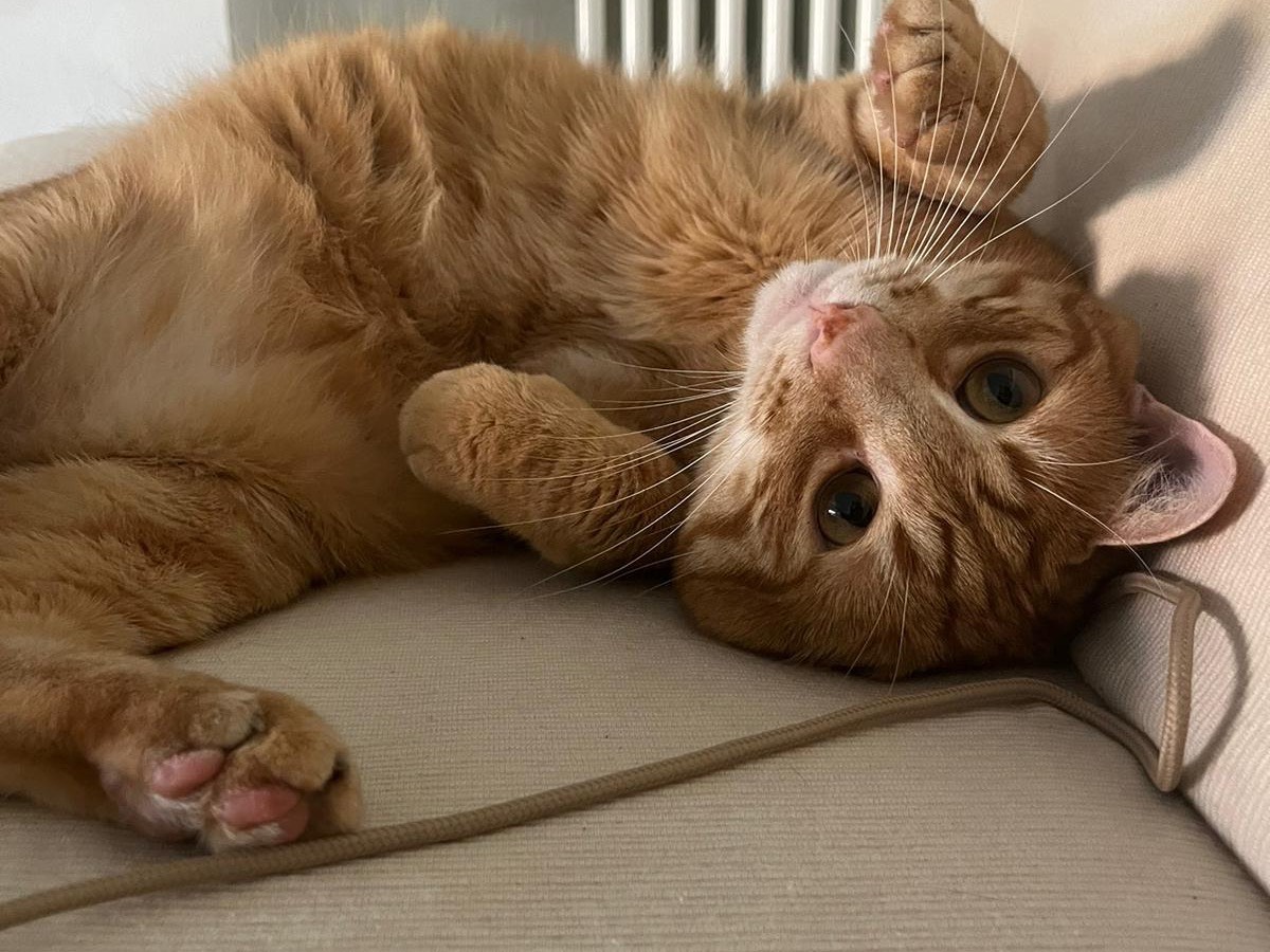 Adozione gatto, maschio, Razza sconosciuta Razza sconosciuta, 3 anni e 11 mesi, taglia non valida, Teramo