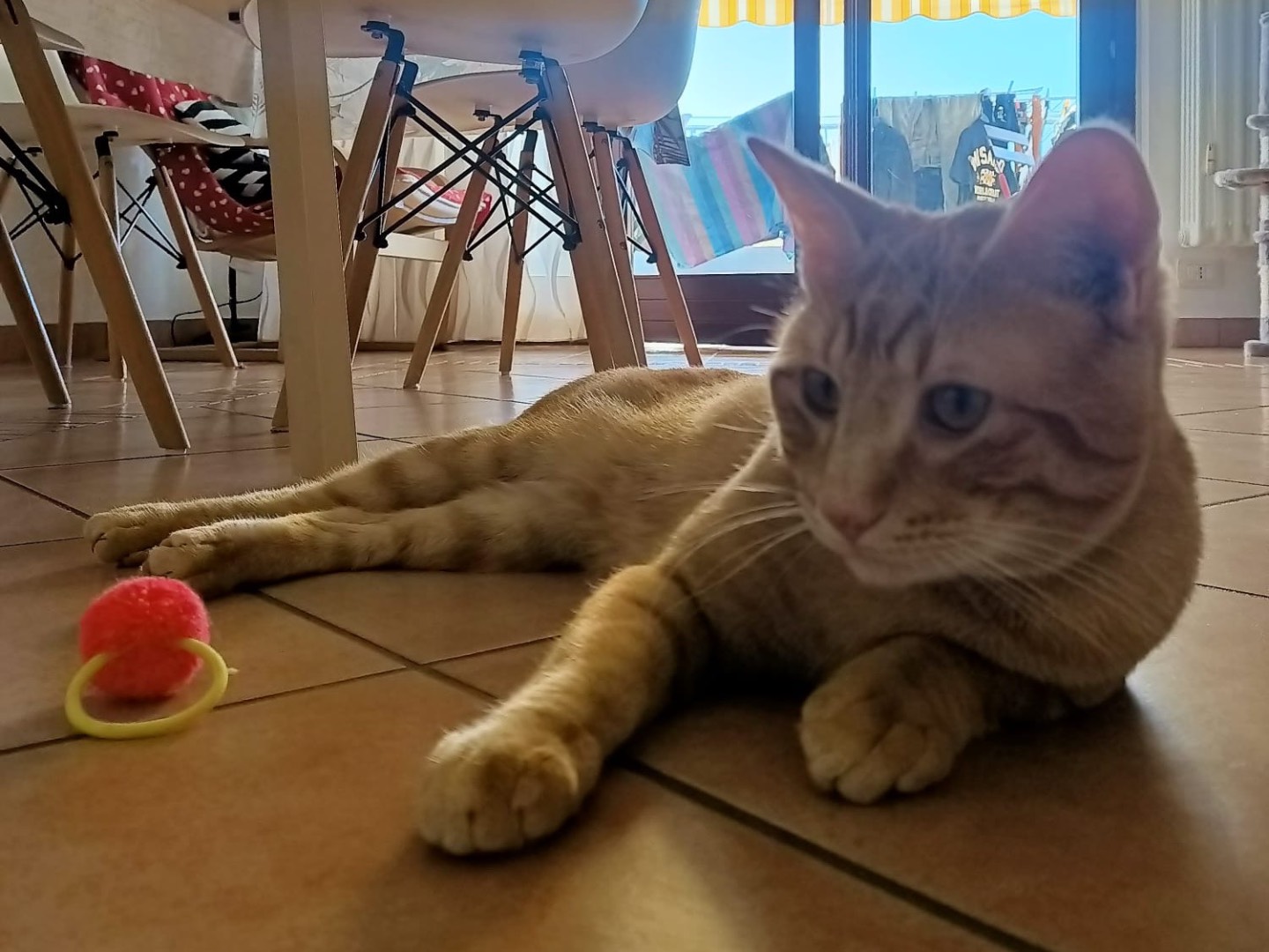 Adotta un gatto, maschio, 3 anni e 11 mesi, Teramo