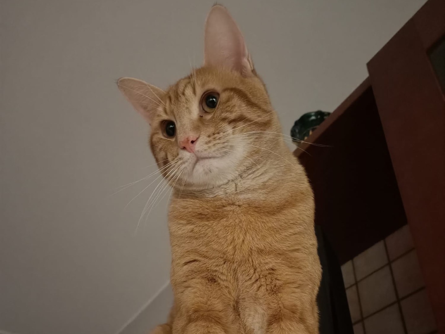 Adotta un gatto, taglia non valida, maschio, Teramo