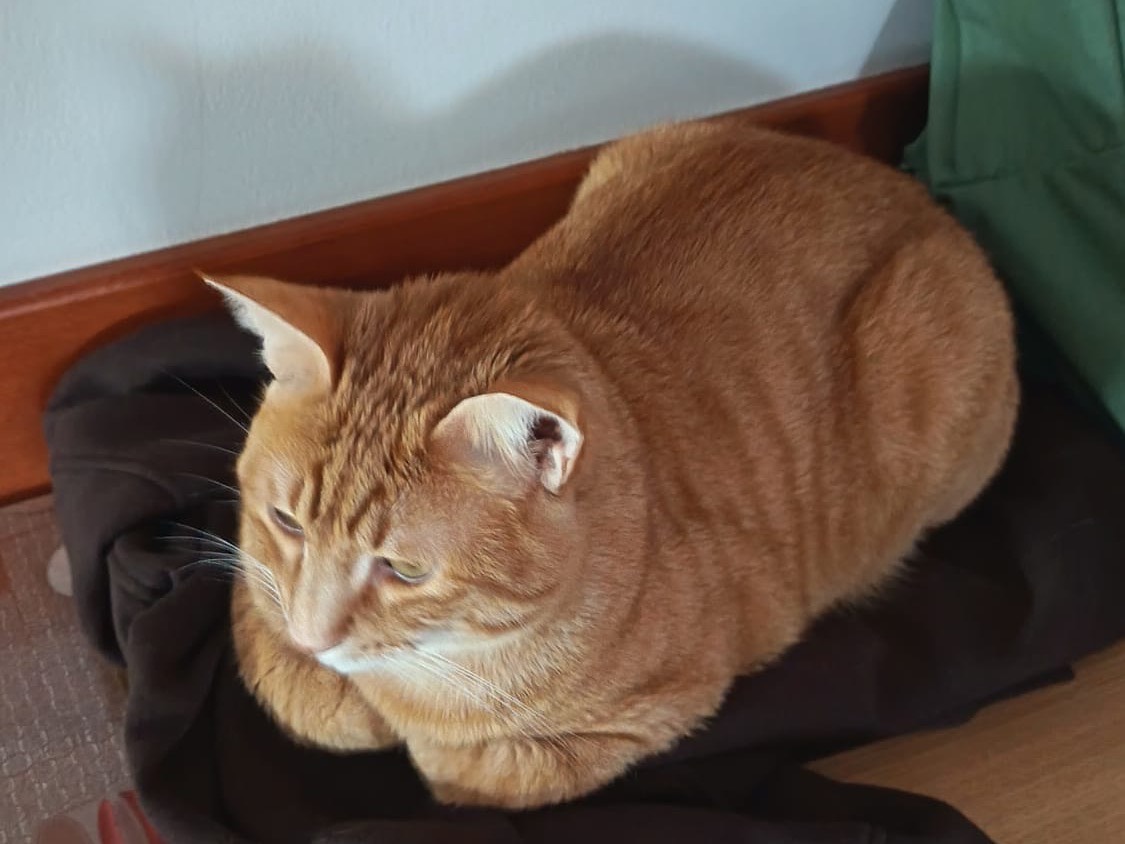 Vuoi adottare un gatto a Teramo?