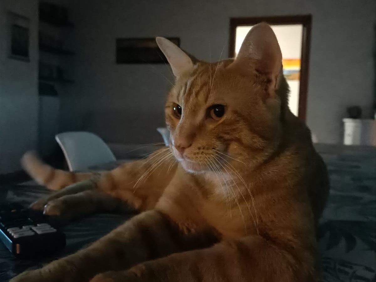 Adotta il gatto Rum  a Teramo