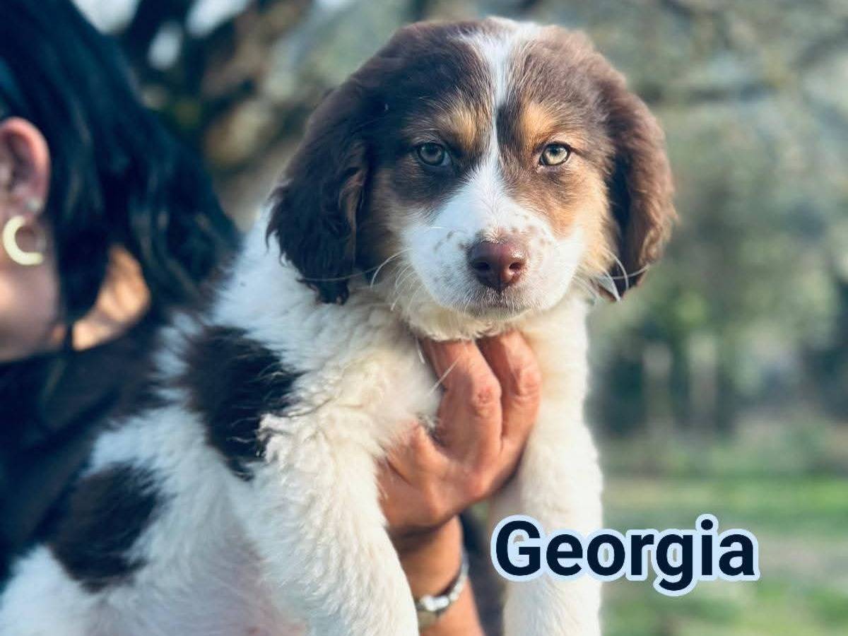 Adozione cane, femmina, Razza sconosciuta Razza sconosciuta, 1 mesi, taglia media contenuta, Frosinone